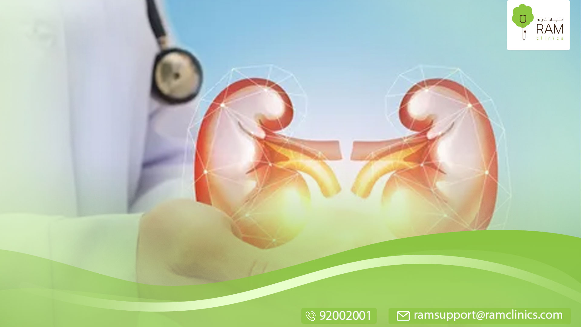 حجم الكلى الطبيعي